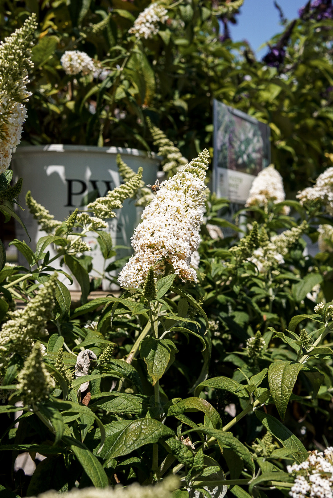 Buddleia Pugster® White (PW)