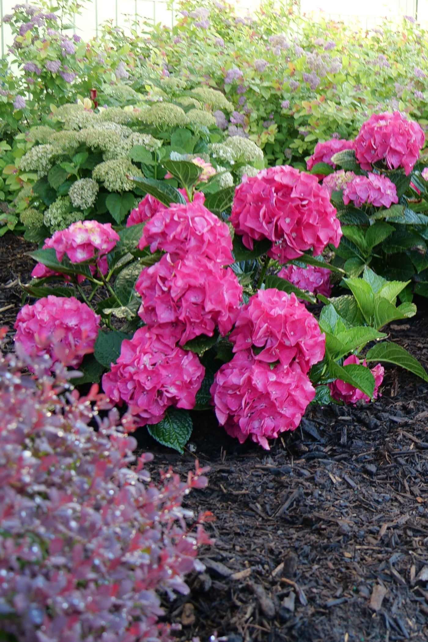 Hydrangea mac. Wee Bit Giddy® (PW)