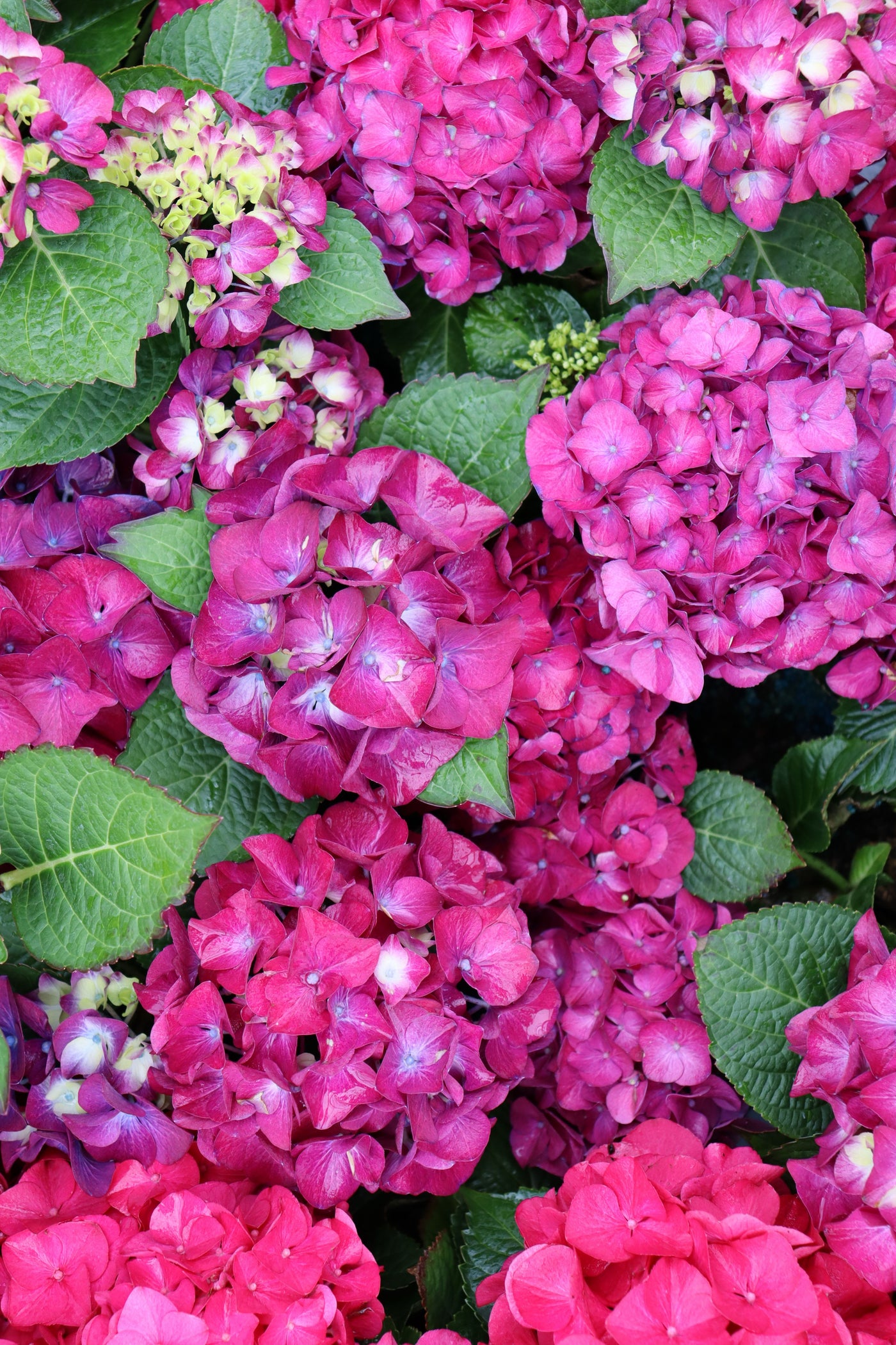 Hydrangea mac. Wee Bit Giddy® (PW)