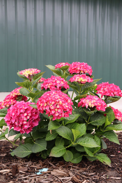 Hydrangea mac. Wee Bit Giddy® (PW)