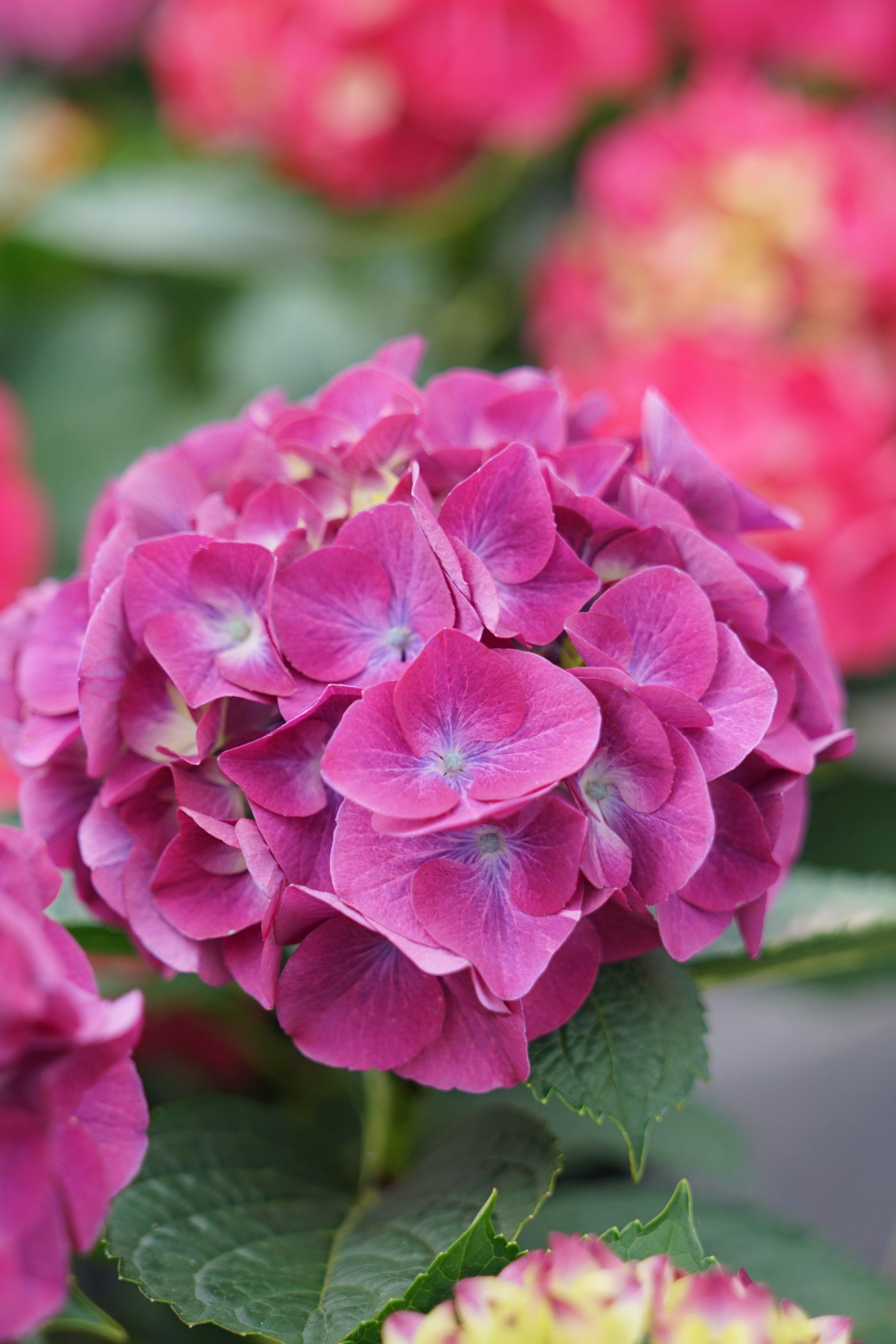 Hydrangea mac. Wee Bit Giddy® (PW)