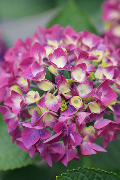 Hydrangea mac. Wee Bit Giddy® (PW)