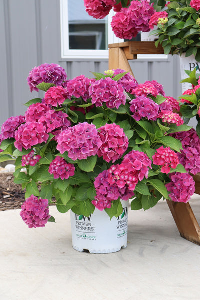 Hydrangea mac. Wee Bit Giddy® (PW)