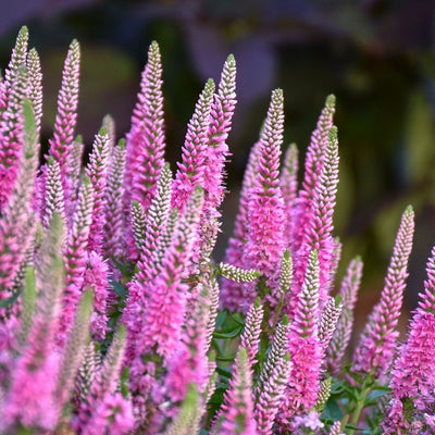 Veronica 'Pink Potion' (PW)