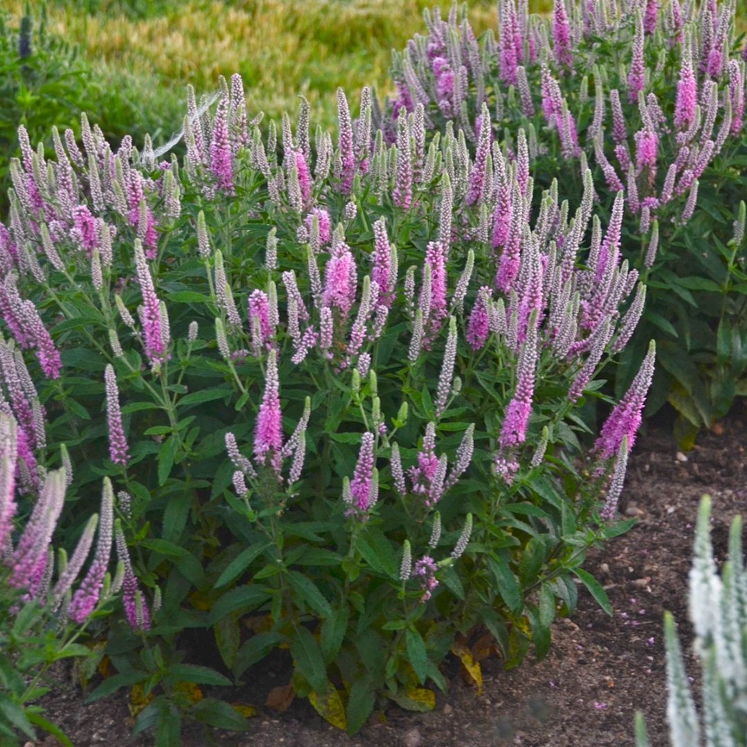 Veronica 'Pink Potion' (PW)