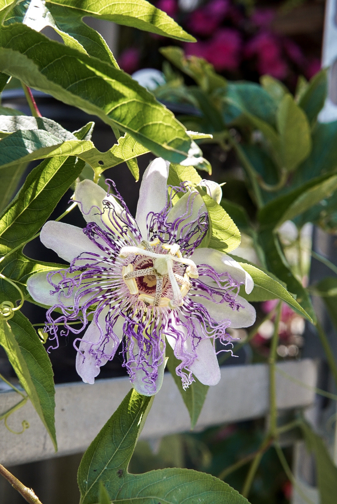 Passiflora caer. 'Passion Flower'