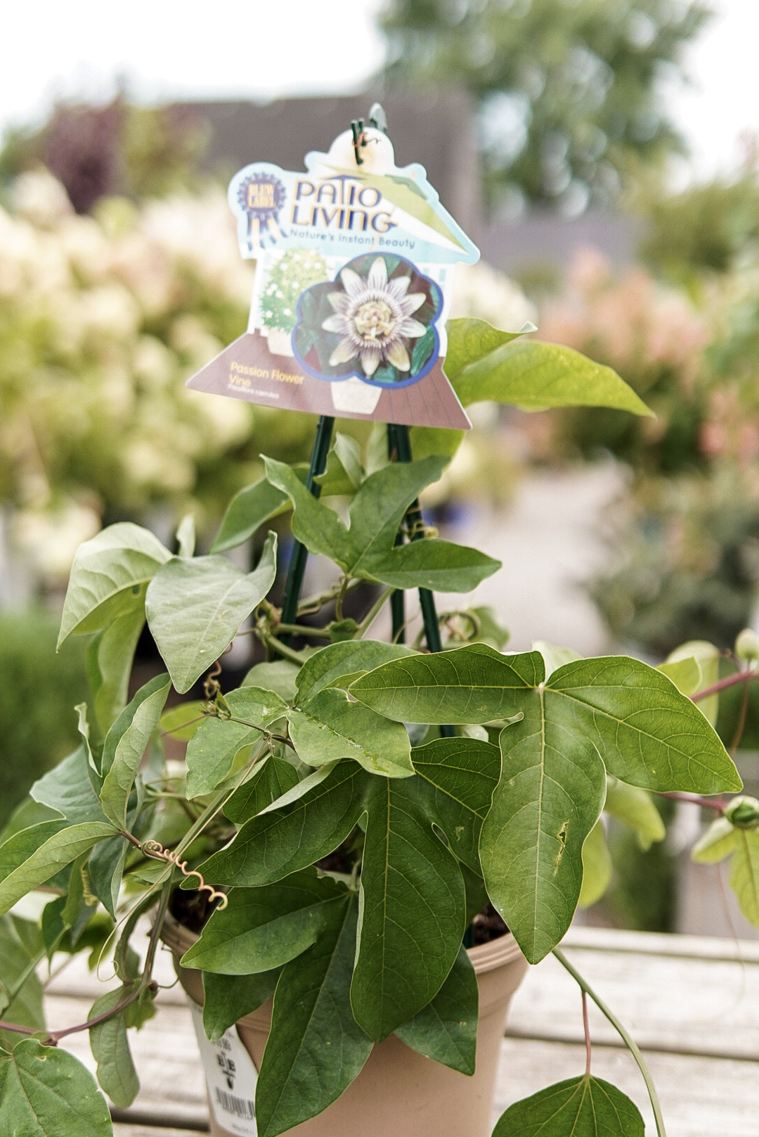 Passiflora caer. 'Passion Flower'