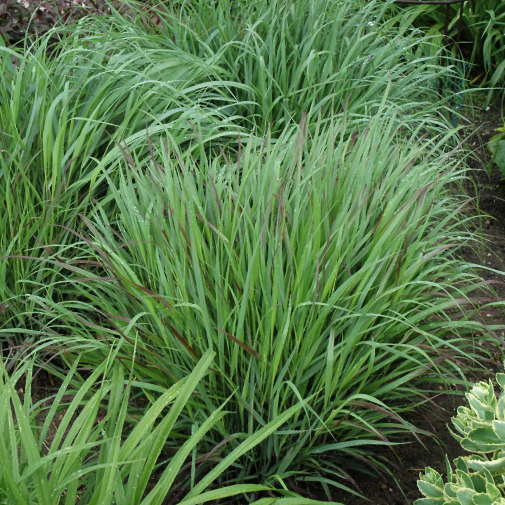 Grass - Panicum 'Cheyenne Sky' (PW)