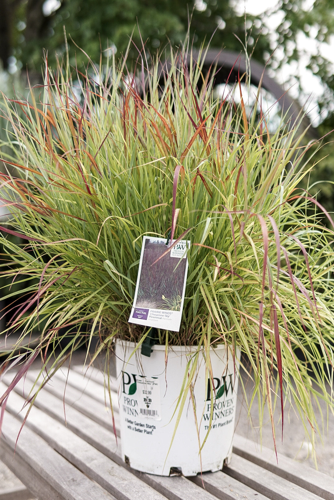 Grass - Panicum 'Cheyenne Sky' (PW)