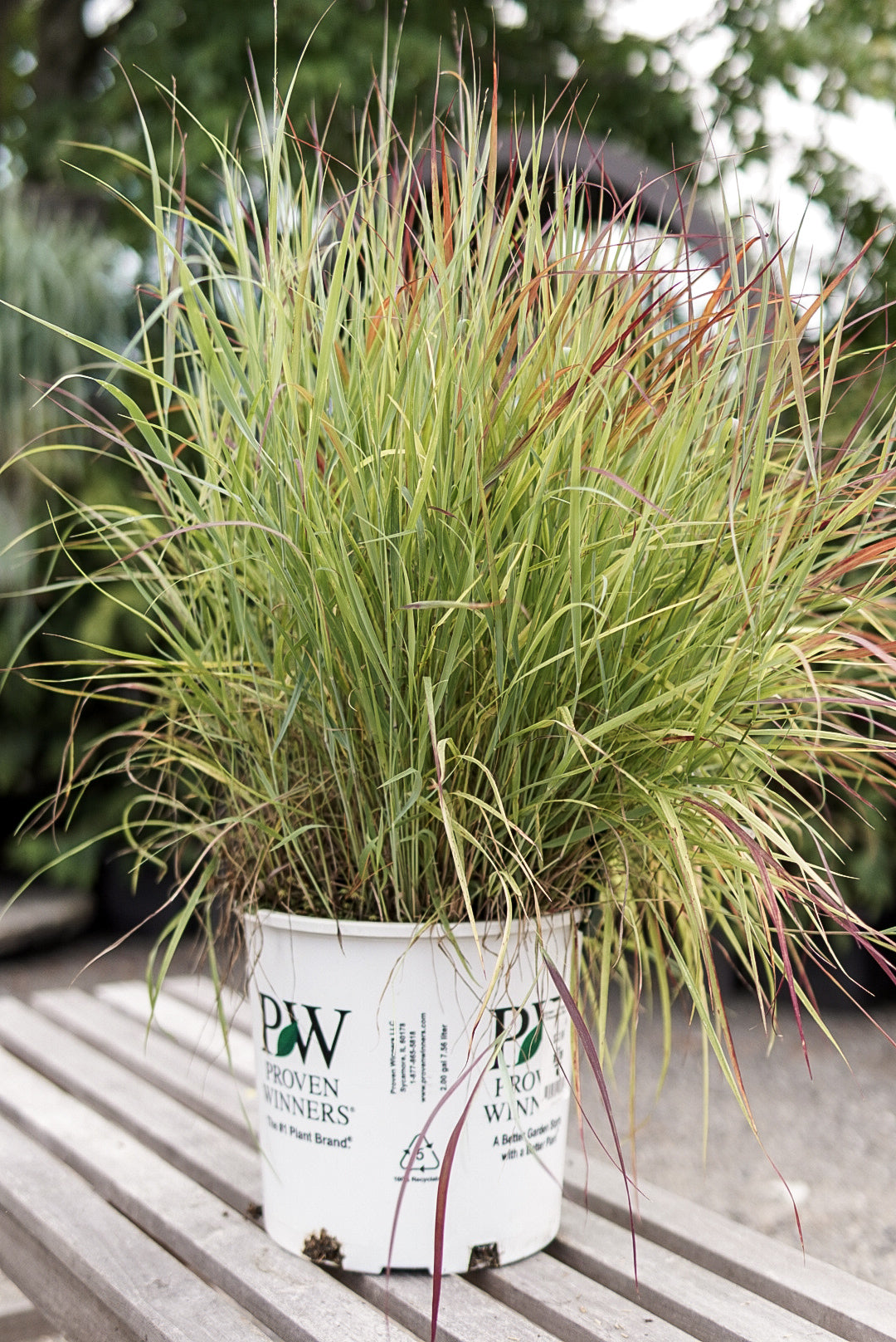 Grass - Panicum 'Cheyenne Sky' (PW)