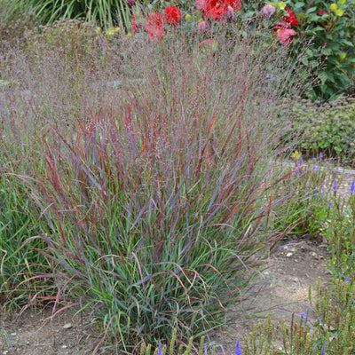 Grass - Panicum 'Cheyenne Sky' (PW)