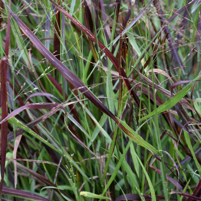 Grass - Panicum 'Cheyenne Sky' (PW)