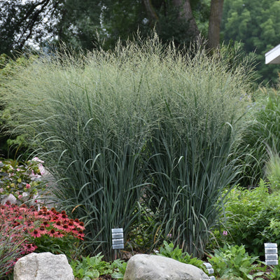 Grass - Panicum 'Totem Pole' (PW)