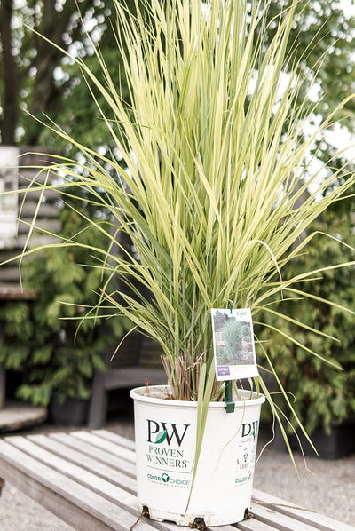 Grass - Panicum 'Totem Pole' (PW)