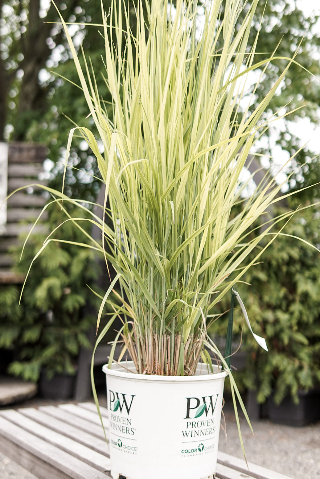 Grass - Panicum 'Totem Pole' (PW)