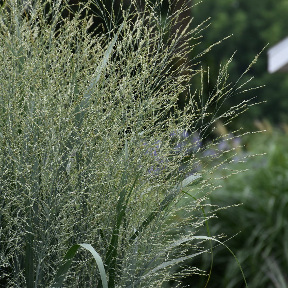 Grass - Panicum 'Totem Pole' (PW)