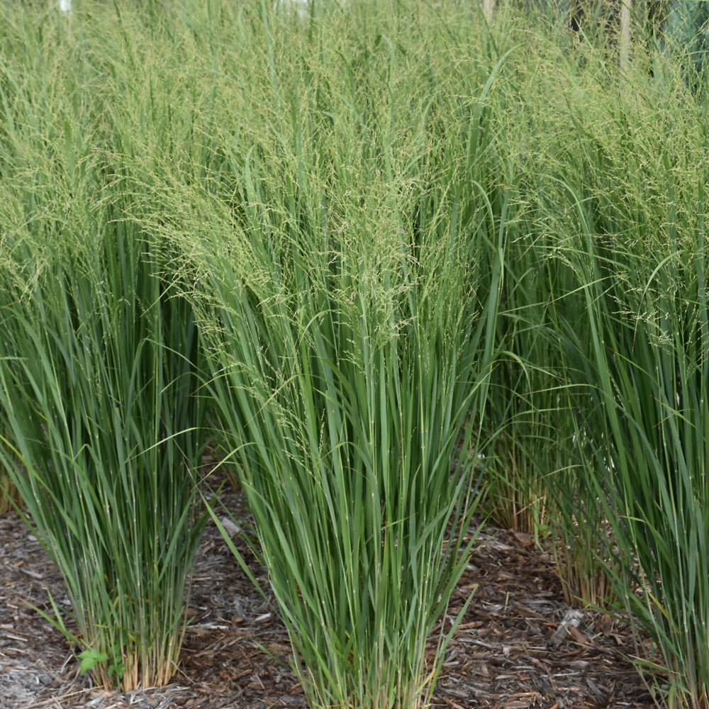 Grass - Panicum 'Totem Pole' (PW)