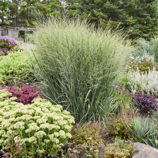 Grass - Panicum 'Totem Pole' (PW)