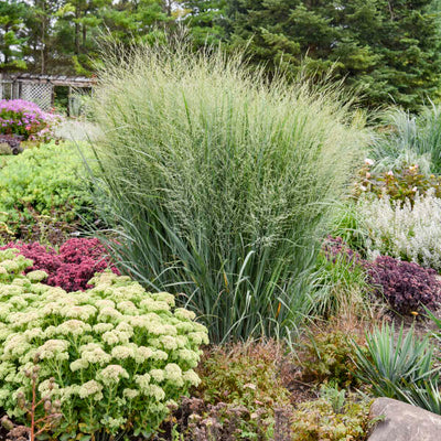 Grass - Panicum 'Totem Pole' (PW)