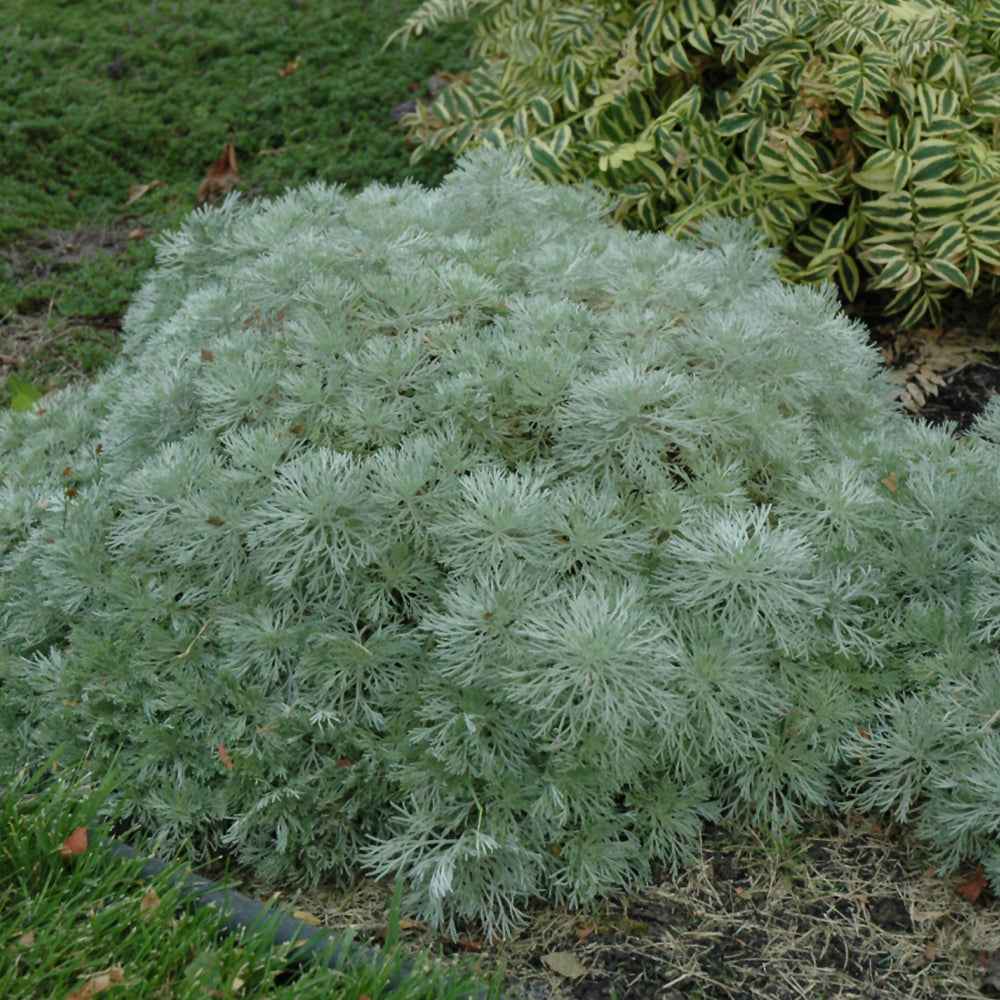 Artemisia 'Silver Mound' #2C