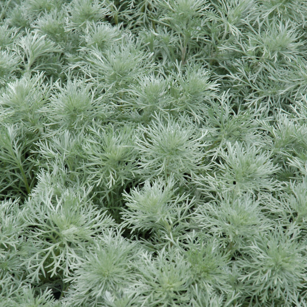 Artemisia 'Silver Mound' #2C