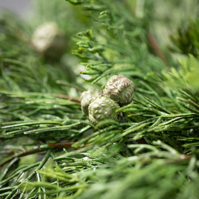 24" Lush Cedar & Berry Wreath