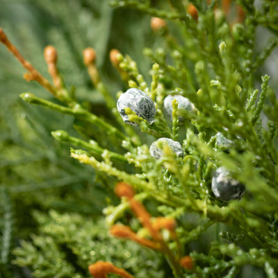 26" Mixed Pine & Juniper Wreath