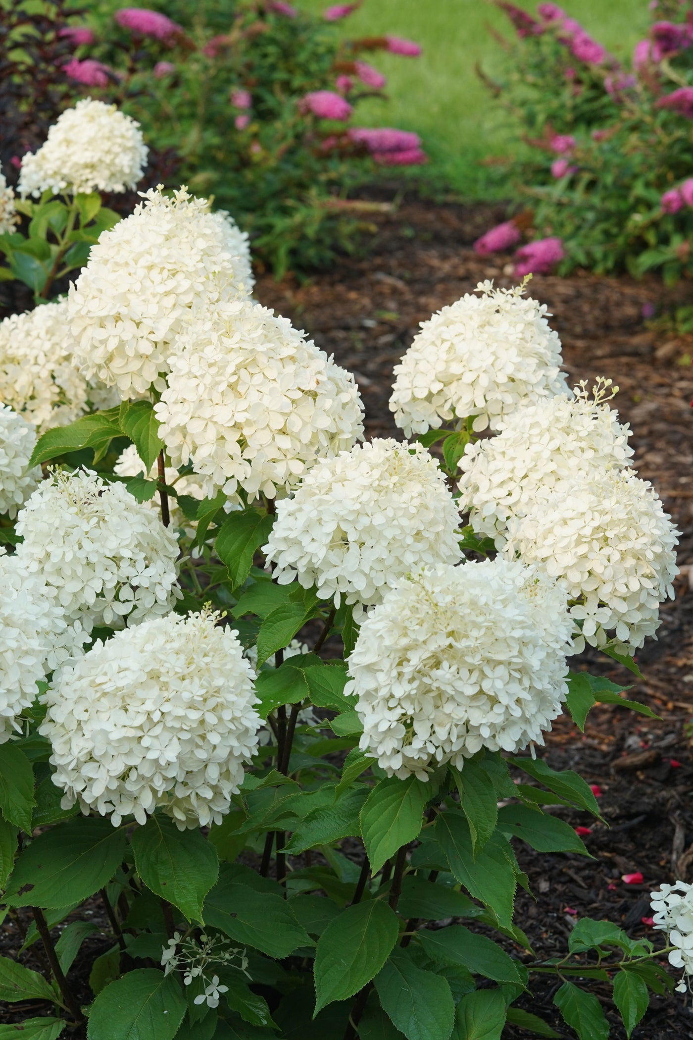 Hydrangea pan. Puffer Fish® (PW)