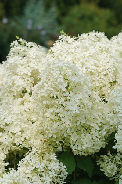 Hydrangea pan. Puffer Fish® (PW)