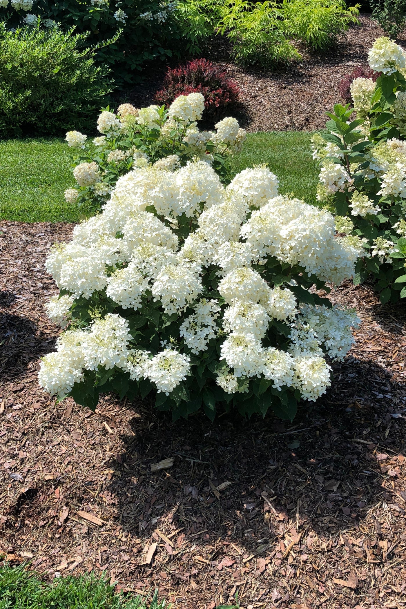 Hydrangea pan. Puffer Fish® (PW)