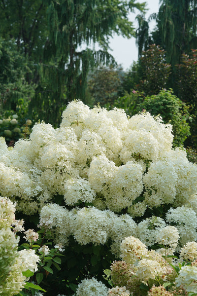 Hydrangea pan. Puffer Fish® (PW)