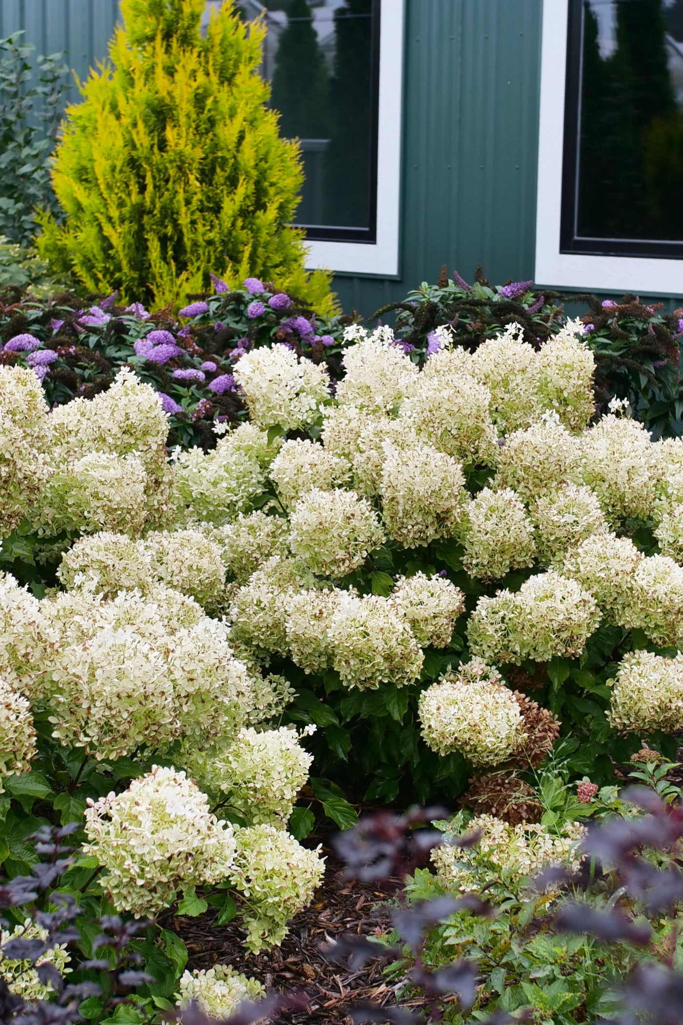 Hydrangea pan. Puffer Fish® (PW)