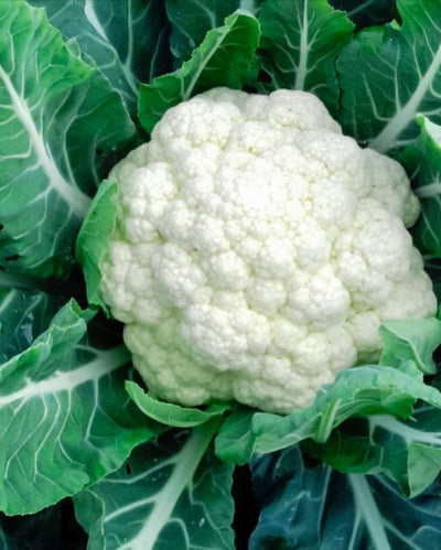 VEG - Cauliflower