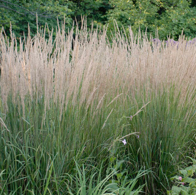 Grass - Calamagrostis Feather Reed ('Karl Foerster')