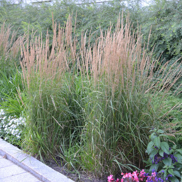 Grass - Calamagrostis Feather Reed ('Karl Foerster')