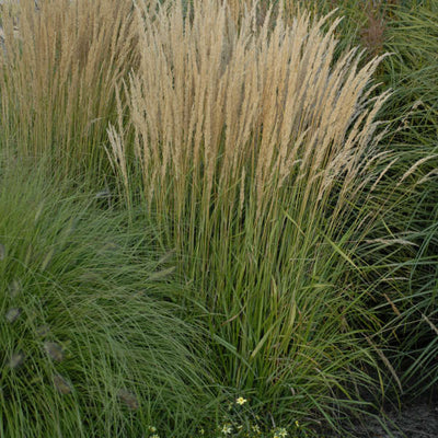 Grass - Calamagrostis Feather Reed ('Karl Foerster')