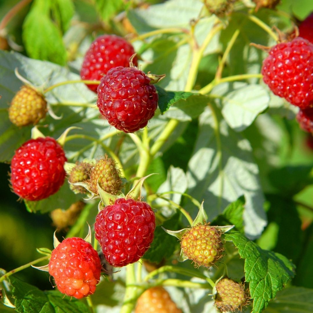 FRUIT - Raspberry - Heritage