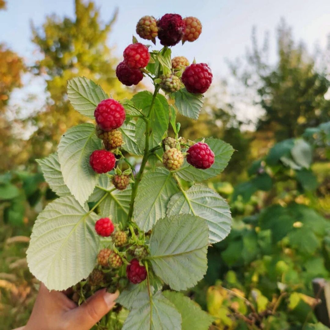 FRUIT - Raspberry - Heritage