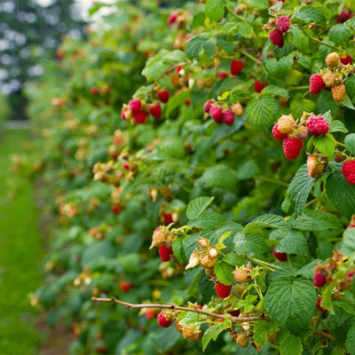 FRUIT - Raspberry - Heritage