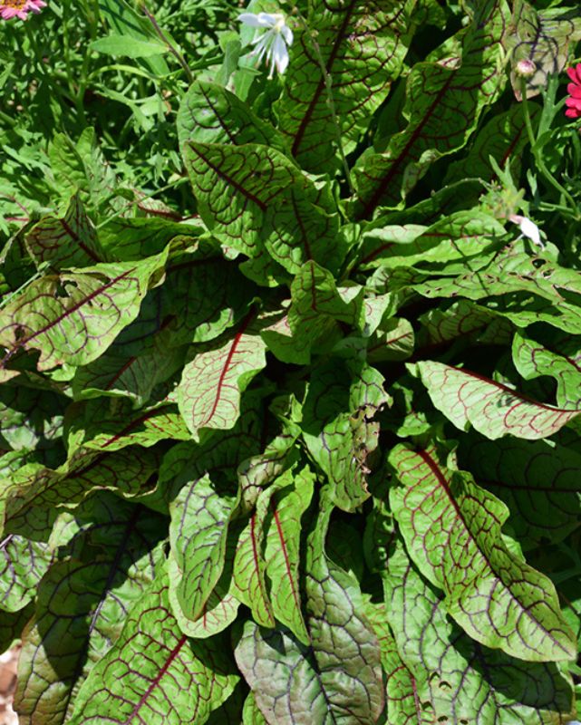 HERB - Sorrel - Raspberry Dressing