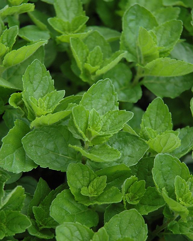 HERB - Mint - Spearmint