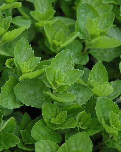 HERB - Mint - Spearmint