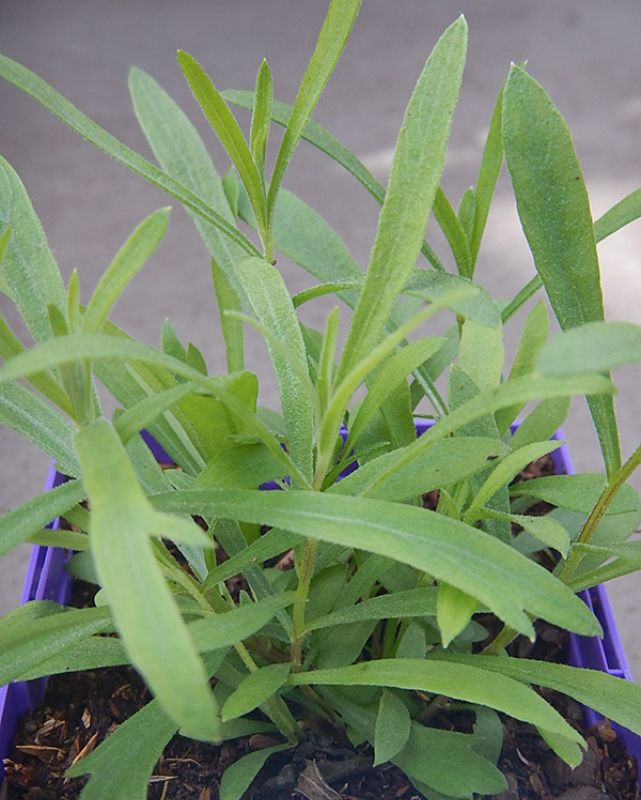 HERB - Tarragon - Russian