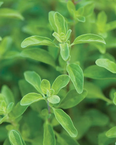 HERB - Marjoram