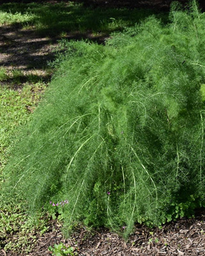 HERB - Fennel