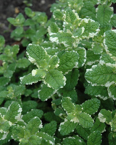 HERB - Mint - Variegated Pineapple