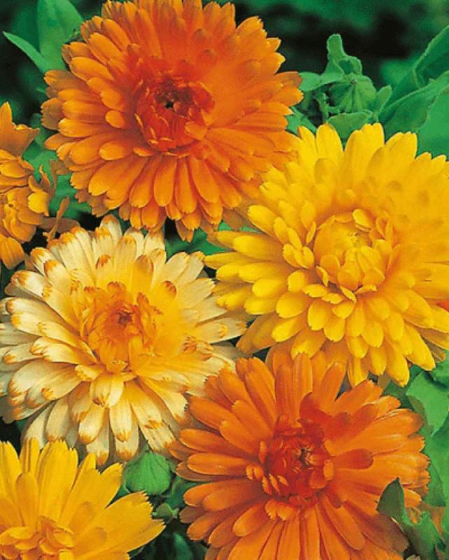 HERB - Calendula - Bon Bon Mix