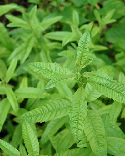 HERB - Tea - Lemon Verbena