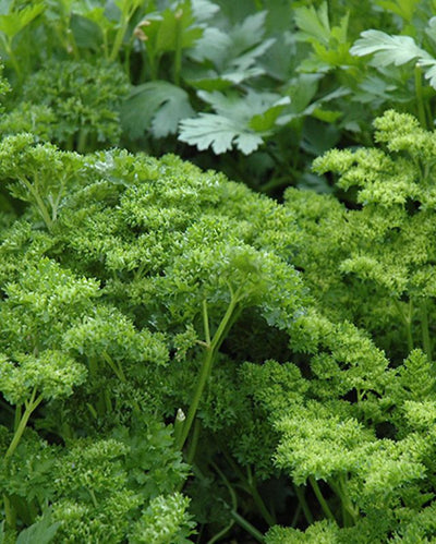 HERB - Parsley - Curly Leaf