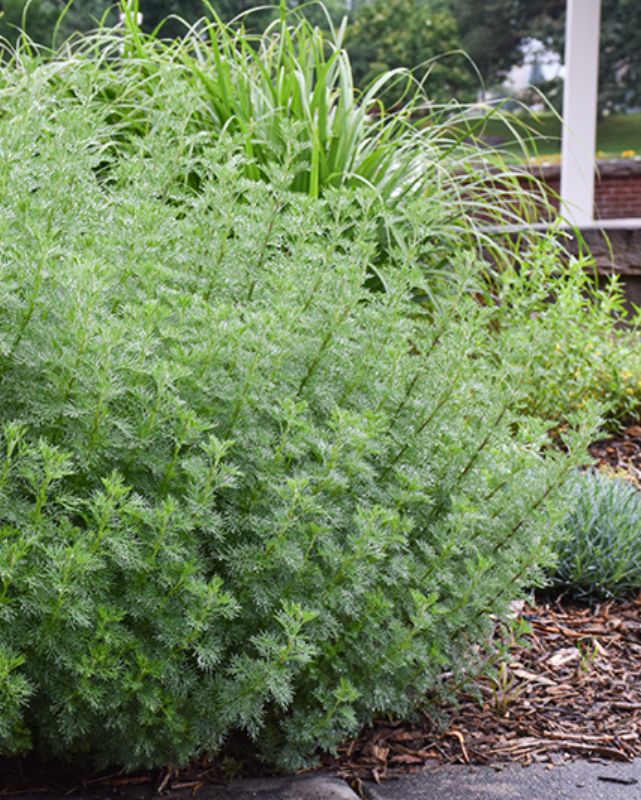 HERB - Artemisia - Cola Plant